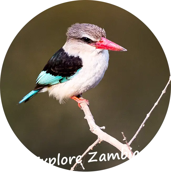 What We Offer To Explore Zambia Enhance Your Trip To Zambia